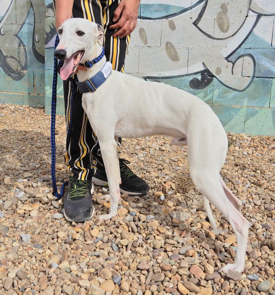 Galgo Save Belgium | Adoptie - Ter adoptie